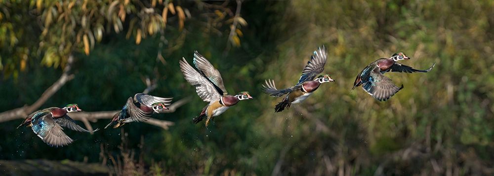 Washington State A male Wood Duck (Aix sponsa) flight sequence Seattle Digital composite